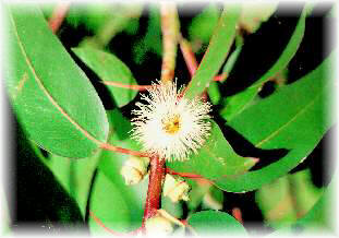 El Eucaliptus globulus presenta flores y frutos aislados