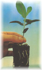 Planta idnea, sin enrollamientos de la raz y buen estado fitosanitario