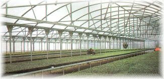 Invernadero para produccin de planta de eucalipto