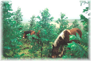 Los caballos contribuyen al control del matorral en plantaciones de eucalipto