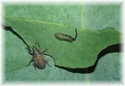 El gonptero es un insecto que se alimenta de las hojas del eucalipto