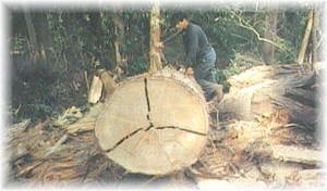 El desarrollo de tecnologas de secado permitir nuevos usos para la madera de eucalipto