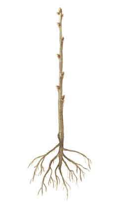 Aspecto ideal de una planta a raz desnuda de frondosa, con adecuado equilibrio entre parte area y radical y con raz bien desarrollada