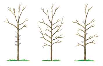 A partir de una planta de frondosas de mala forma (O) se indica la forma inadecuada de tallar (A) y la correcta (B)