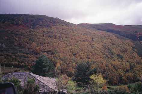 Las carballeiras son las formaciones boscosas ms representativas de Galicia;