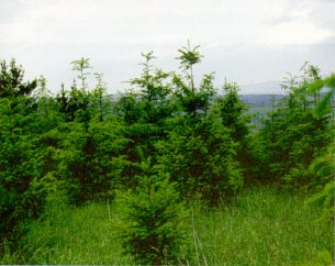 Importante competencia por vegetación herbácea en plantación de pino de Oregón	