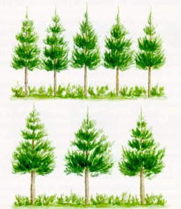 Aspectos característicos de los árboles a densidades de plantación altas y bajas.