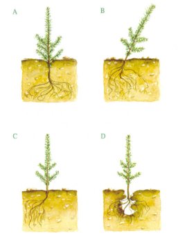 Ejemplos de plantas con defectos de plantación: A. Planta enterrada excesivamente. B. Planta inclinada. C. Planta con la raíz torcida. D. Planta con presencia de bolsas de aire en la zona radical.