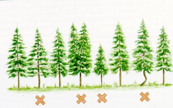 Selección de árboles a extraer en clara. (los marcados con aspa)