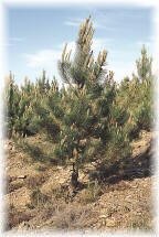 El pino pinaster se comporta como un arbol enormemente frugal, que vive y crece sobre suelos muy superficiales
