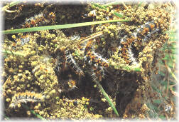 Larvas de ltimo estadio de Procesionaria del pino