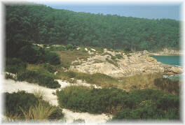 En la Galicia costera, vive sobre suelos de textura arenosa asentados sobre granitos