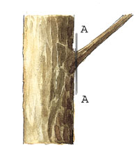 Corte idneo de la rama. Dimetro sobre verticilo podado (D.S.V.)