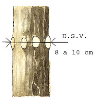 Corte idneo de la rama. Dimetro sobre verticilo podado (D.S.V.)