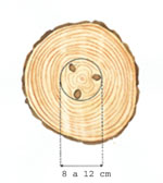 (Il. sup.) Poda tarda: gran porcentaje de madera con nudos. <br> (Il. inf.) Poda a la edad correcta: nudos concentrados en el ncleo central del tronco. Buen porcentaje de madera sin nudos.
