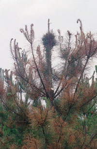 Ramillas secas y con forma de plumero o pincel producidas por el chancro del pino