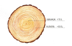 Seccin ideal de tronco de pino radiata;