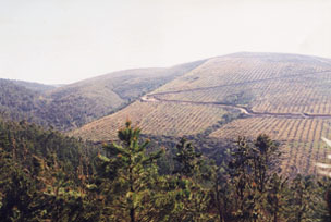 Repoblacin con pino insigne en la Serra do Buoio (Lugo)