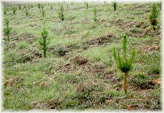 Plantación de pino insigne en un prado abandonado. Preparación del terreno mediante un subsolado pleno o cruzado