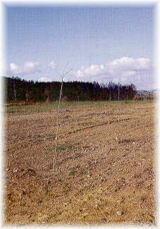 Plantación de roble americano de 1 año de edad sobre un prado abandonado, con preparación del terreno mediante laboreo y excelente crecimiento en altura.