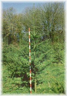 Plantación de pino de Oregón de cuatro años de edad con muy buen crecimiento en altura.