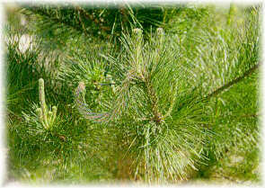 Daño producido por Rhyaccionia buoliana en pino insigne.