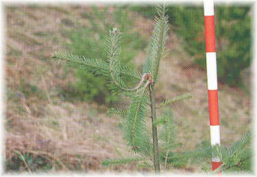 Daño producido por Rhyaccionia buoliana en pino de Oregón.