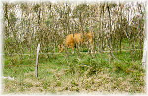 Vaca de raza rubia gallega pastando en una xesteira o retamar