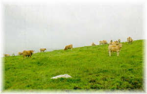 Vacas de raza rubia gallega en un pastizal implantado sobre terreno cubierto de matorral.