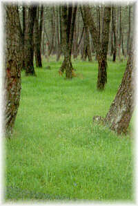 Pastizal implantado bajo pinar de pino bravo o del pas (Pinus pinaster). Marco da Curra (La Corua).