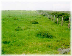 Invasin de especies de matorral en pastizal implantado sobre terreno cubierto de matorral. Marco da Curra (La Corua).