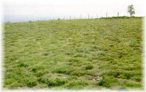 Efectos del pastoreo de cabras sobre el matorral. Xermade (Lugo)