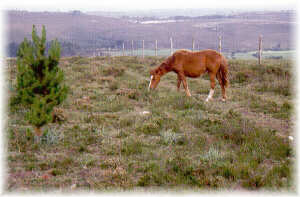 Efectos del pastoreo de caballos sobre el matorral. Xermade (Lugo).